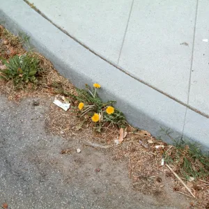 Dandelion