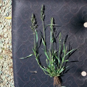 Eragrostis