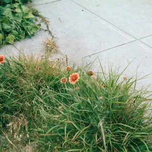 Gaillardia