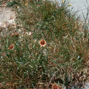 Gaillardia
