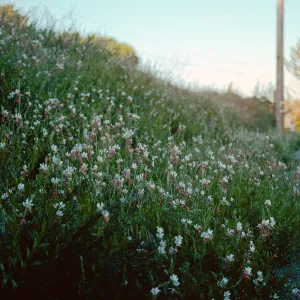 Gaura, Kenmore Place