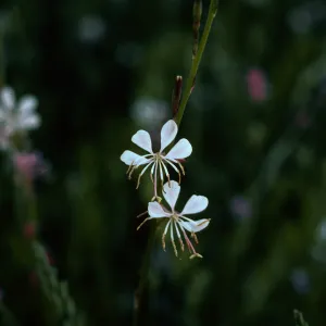 Gaura, Kenmore Place