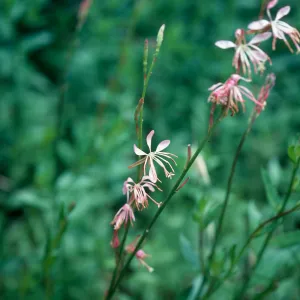 Gaura