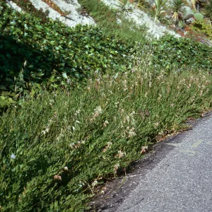 Gaura odorata