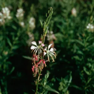 Gaura odorata