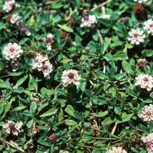 Lippia