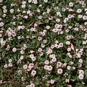 Lippia