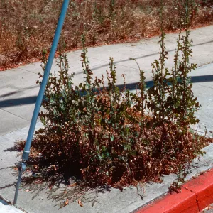 Lactuca ?
