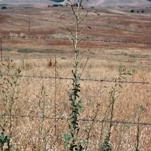 Lactuca