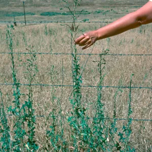 Lactuca