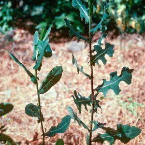 Lactuca