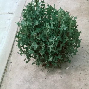 Lactuca leaves
