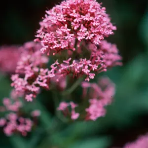 Centranthus