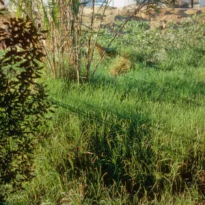 Kikuya, Arundo