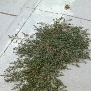 Knotweed