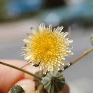 Sonchus oleraceus