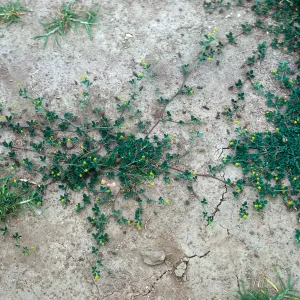 Medicago imperfecta