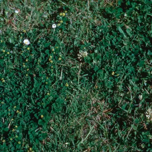 Medicago imperfecta