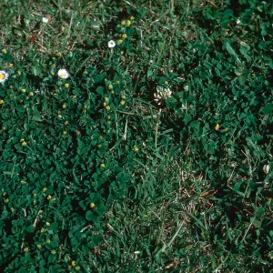 Medicago imperfecta