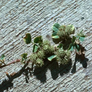 Medicago denticulata fruit