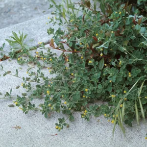 Medicago imperfecta