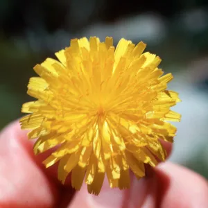 Hypochoeris flower
