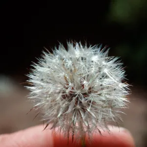 Hypochoeris fruit