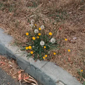 Hypochoeris