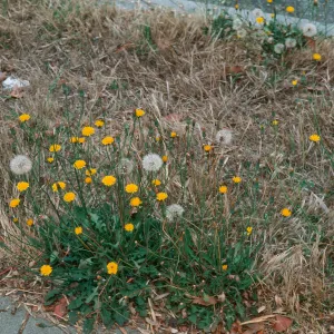 Hypochoeris