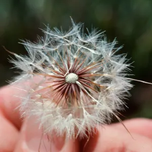 Hypochoeris fruit