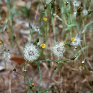 Hypochoeris glabra