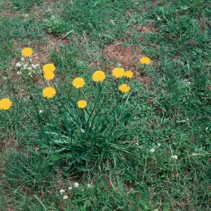 Hypochoeris radicata