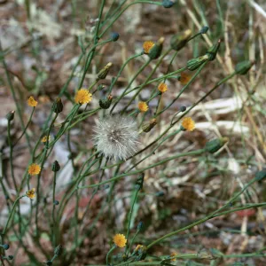 Hypochoeris glabra