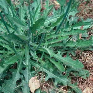 Hypochoeris radicata leaves