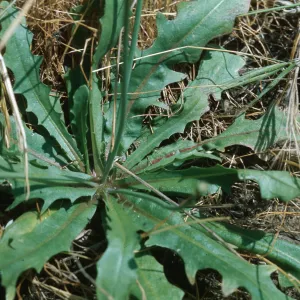 Hypochoeris glabra leaves