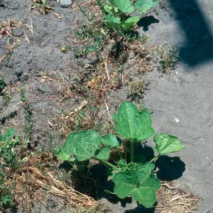 Hollyhock
