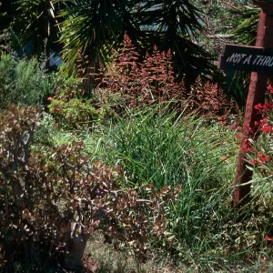 Holcus lanatus