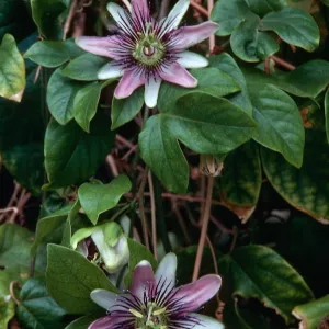 Passion Flower, near Susan's