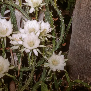 Night Blooming Cereus