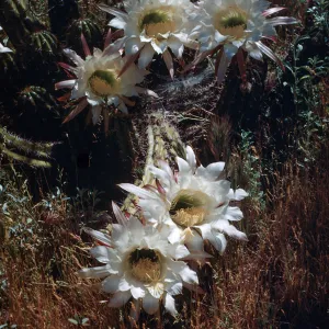 Trichocereus lamprochlorus