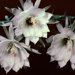 White Lady, Cereus
