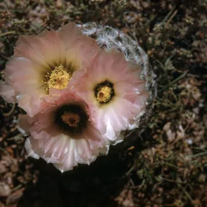 Echinomastus erectocentrus, Arizona