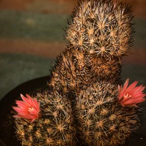 Coryphantha alversoni, Joshua Tree National Monument