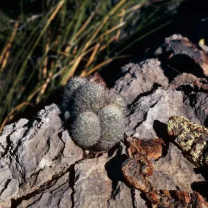 Escobaria, Paradise area, Chiricahua Mountains, Arizona
