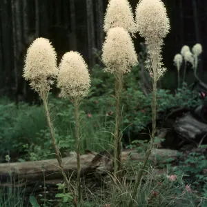 Xerophyllum tenax, West Glacier, Montana