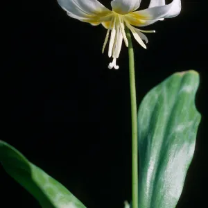 Erythronium multiscapideum, Cult.