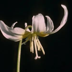 Erythronium multiscapideum, Cult.