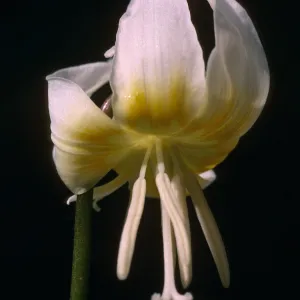 Erythronium multiscapideum, Cult.