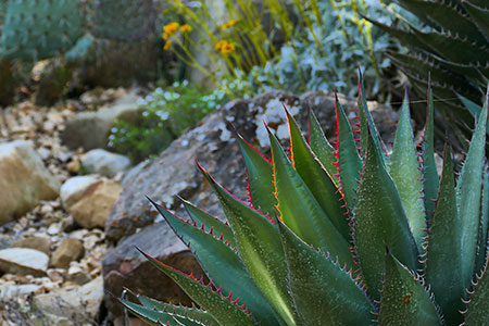 agave shawii