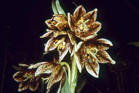 Fritillaria purdyi